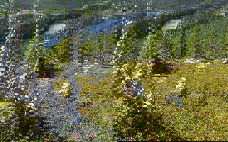 Skog i Arjeplogs kommun