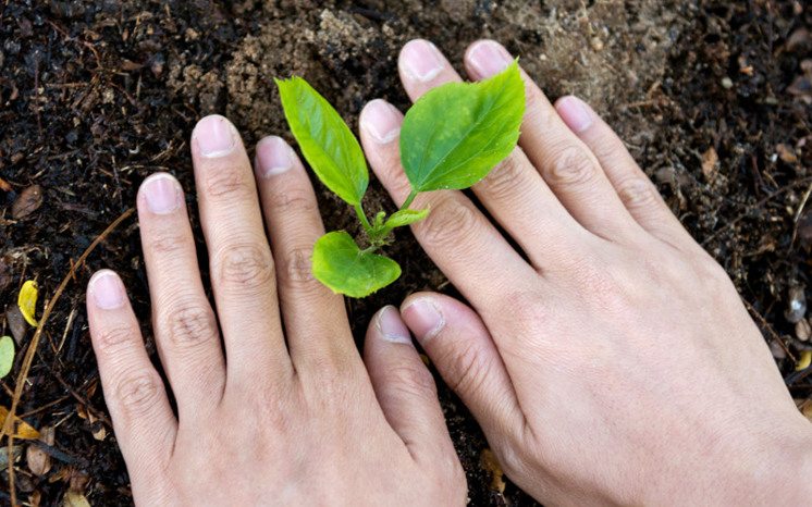 Händer och planta.jpg