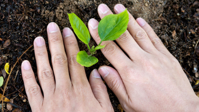 Närbild på händer som planterar planta